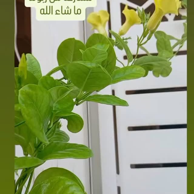 منشور من مشتل كابول
