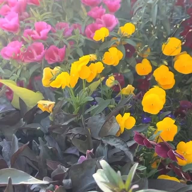 منشور من مشتل كابول