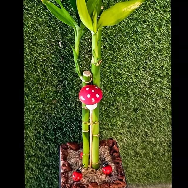 منشور من مشتل كابول