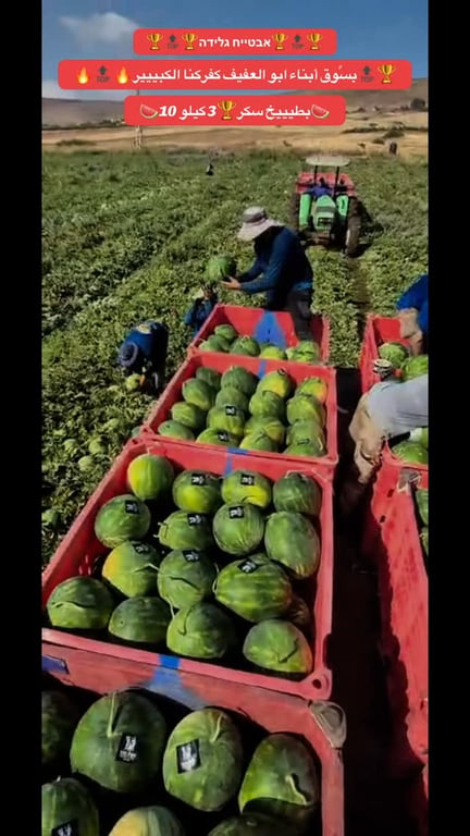 🍉🍍🍉جهزنالكم كميات بطيخ أأ 3 كيلو 10 🍉🍍